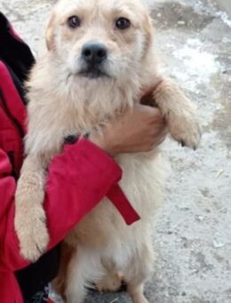 Jaya zarte Schönheit....... - Meuselwitz