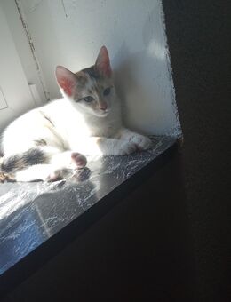 Baby Katze - Bexbach