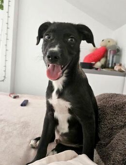 Zeno, verspielter Welpe sucht Körbchen - Dittelbrunn