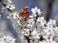 Leere 3-Zimmer-Wohnung wartet auf Renovierung und Einzug im Frühling!!! - Radeburg