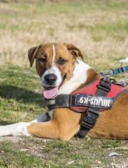 Bruti Jungspung und Powerpaket - Puchheim