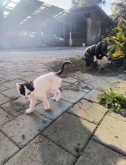 Katzen - Legau