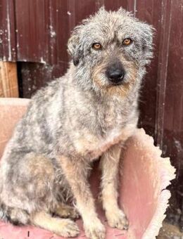 Buffy wartet seit 2 Jahren schon... - Blankenheim (Nordrhein-Westfalen)