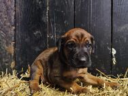 Rhodesian Ridgeback Welpen - Heede (Niedersachsen)