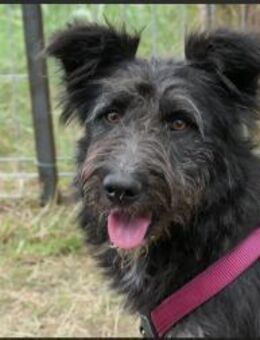 Susi - verschmuste Junghündin - Kallmünz