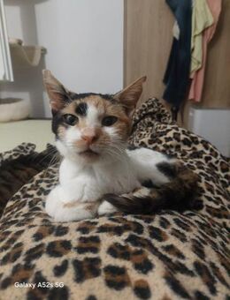 Viktoria aus dem Tierschutz - Grevenbroich