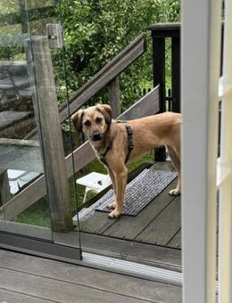 🆘 wundervolle Chai🆘 Notfall - Eislingen (Fils)