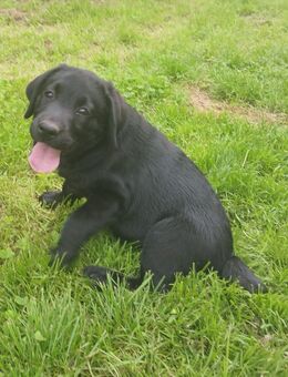 Labrador Hündin - Lübeck