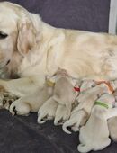 Reinrassige Golden Retriever Welpen in 92694