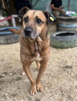 Remi - Freundlicher Rüde sucht Familie - Berlin