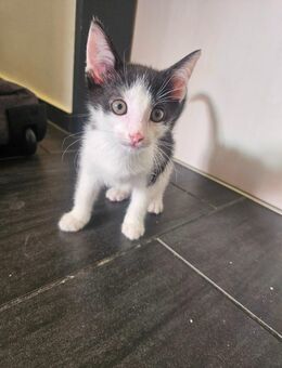 Baby Kätzchen - Steinfurt