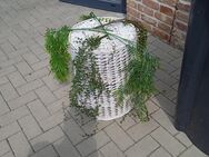 Kunststoff Blumen zu verkaufen - Ahlen Zentrum