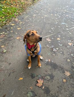 🐾 Freundlicher Mischlingsrüde aus Griechenland sucht liebevolles Zuhause - Horneburg