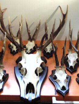 Hirschgeweih Rehgehörn Rehbock Geweih Hirsch - Twistringen