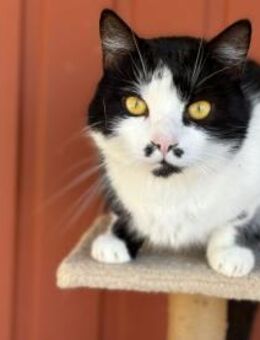 Gustavo - Herr Schnurrbart - Süderbrarup