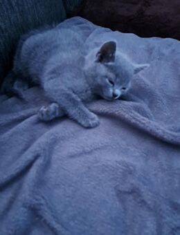 Russische Blau Kitten - Bremen