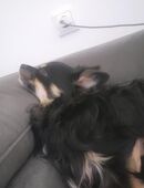 Milow sucht ein neues Zuhause in 63811