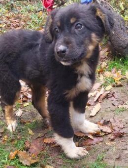 Kleiner, tapferer Trufi sucht ... - Berlin