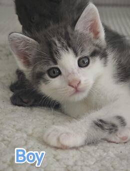 BKH Mix Kitten - Niedereschach