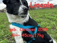 Lincoln unser Pandajunge - Rinteln