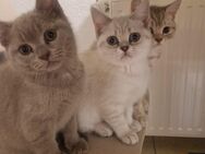 Sehr verschmuste BKH kitten abzugeben 🥰 - Stuhr