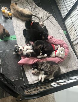 Husky-Border-mix Welpen - Schwedt (Oder)