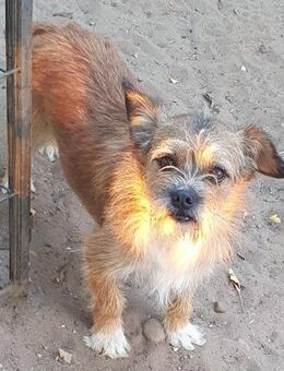 Zokni ° - Wolfhagen