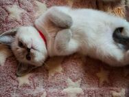 2 Reinrassige BKH bluepoint Kitten m / w - Sonnenstein