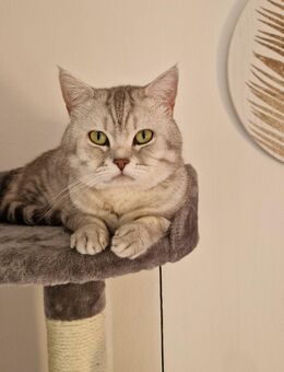 BKH Deckkater mit Erfahrung - Augsburg