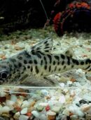 Engelantennenwelse in 97618