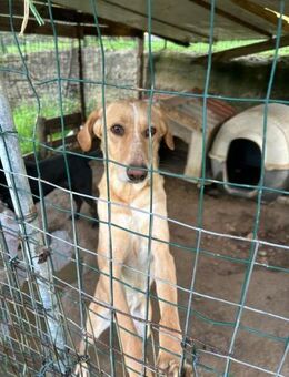 Rosy💜💜💜dringend Zuhause gesucht - Bad Karlshafen