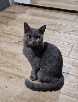 Reinrassige BKH kitten 5 Monate alt ab sofort - Bargstedt (Niedersachsen)