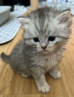 Wunderschöne Perser-Mix Kitten suchen ein liebevolles Zuhause - Berlin