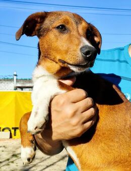 Hundekind JAX sucht Familie mit Herz - Sulzfeld (Baden-Württemberg)