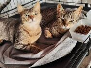 Laura und Dora aus dem Tierschutz - Grevenbroich