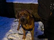 Cane Corso - Lauter-Bernsbach Bernsbach