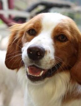Cameo ein Herzenshund sucht sein Zuhause - Bad Vilbel