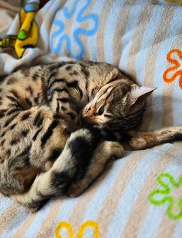 Liebenswerte Bengal Dame sucht für immer Zuhause - Waldmünchen