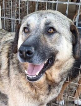 Betty-Girl - ein Traumhund auf der Suche - Mettmann