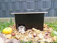 Super schönes Igelhaus Schlafplatz für Igel mit Labyrinth Fressplatz - Jüchen