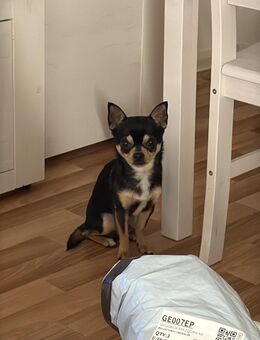 Deckrüde (kein Verkauf) reinrassiger Chihuahua - Mühlhausen (Thüringen) Zentrum
