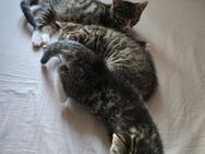 Kitten - Gronau (Westfalen)