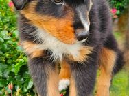 Noch 1 zuckersüßer, reinrassiger Australien Shepherd mini Black tri - Helbra