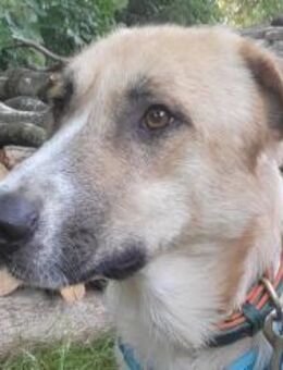 Felicio wartet in 99718 Greussen - Hamburg