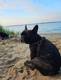 Französische Bulldogin 3 Jahre jung - Horneburg