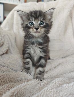 Norwegische Waldkatzen Kitten - Kalefeld