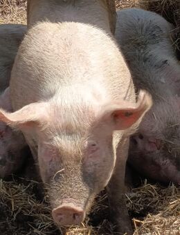 Schwein Sau Weidehaltung - Blomberg (Niedersachsen)