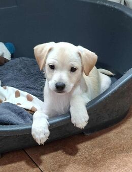 Odin - ein ruhiger Welpe - Höchst (Odenwald)