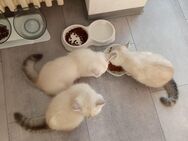 BKH Kitten - Regensburg