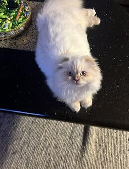 Eine fröhliche und verspielte Katze. - Singen (Hohentwiel)